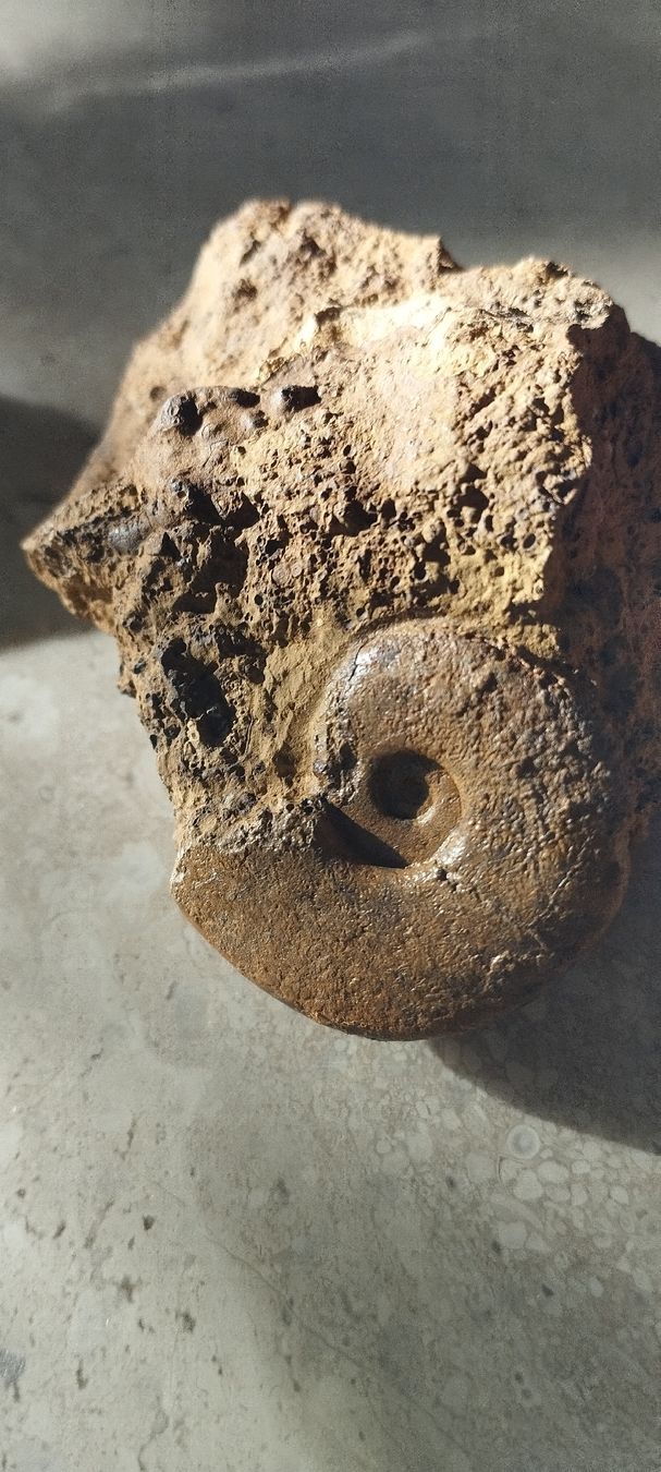 Fossiles: Fossilien – D'occasion à Oberdorf SO par and_jxk2 5