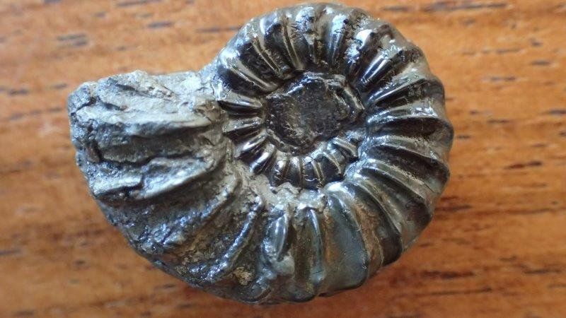 Fossilien: 3 Pyrit Ammoniten Frankreich – Gebraucht aus Rickenbach BL von Oktober68 4
