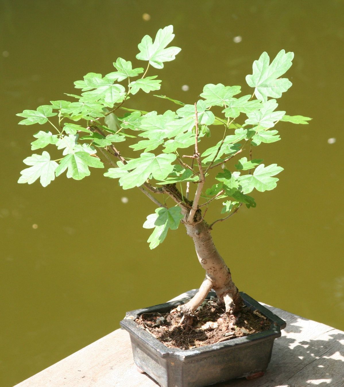 Piante & sementi: BONSAI  -  Feldahorn – Usato da Gretzenbach venduto da Sikim