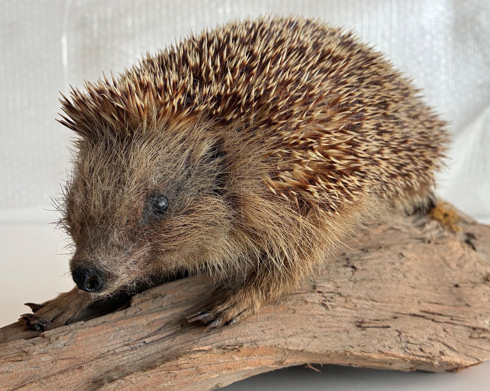Monde des animaux: Süsser Igel – D'occasion à Bäretswil par robsonantik 4