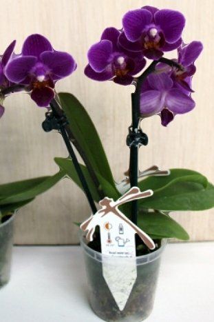Piante & sementi: Mini  Orchidee WILD "Phalaenopsis FUCHSIA" 20 cm – Nuovo e nell'imballaggio originale da Rovio venduto da POSITIFFARTandPLANTS 1
