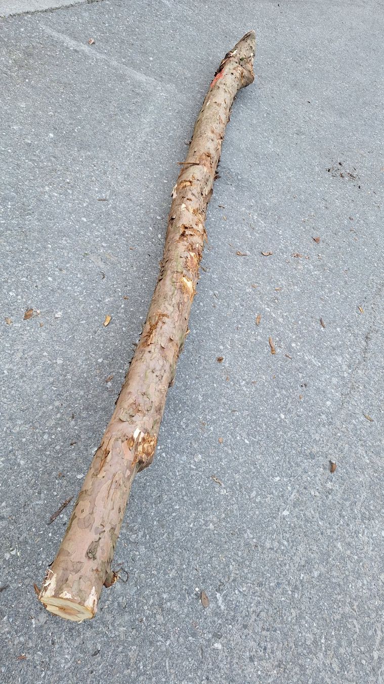 Articoli in legno: Eibe  Eibenholz Eibenstamm Holz drechseln Pfeilbogenholz – Nuovo (secondo la descrizione) da Bilten venduto da Claas10 5