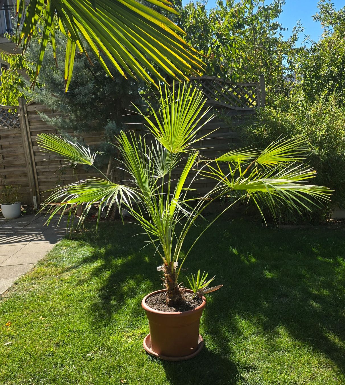 Piante & sementi: Palme Humilis – Usato da Aarburg venduto da popkorn65 4
