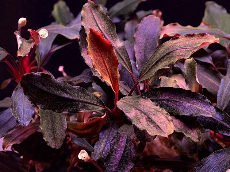Pflanzen & Samen: Bucephalandra Brownie Ghost Aquasabi – Gebraucht aus Winterthur von Aquascaper321