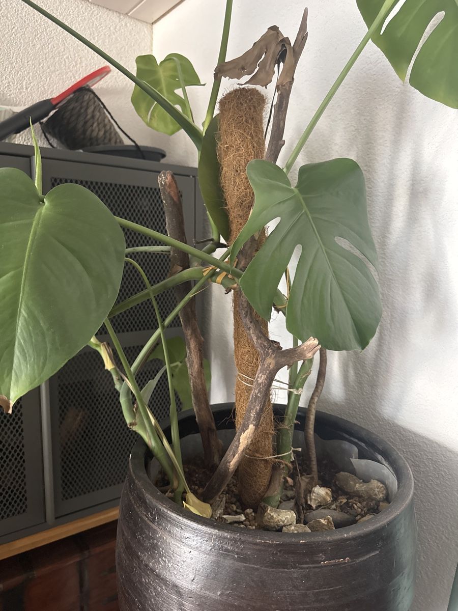 philodendron faux 17in Tall Potted Philodendron main image 1