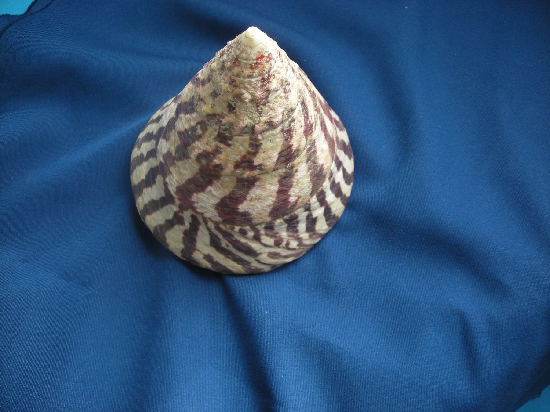 Fossili: Wunderschöne Muschel Philippinen 11 cm11 cm schwer – Usato da Spreitenbach venduto da Sniper8952 1