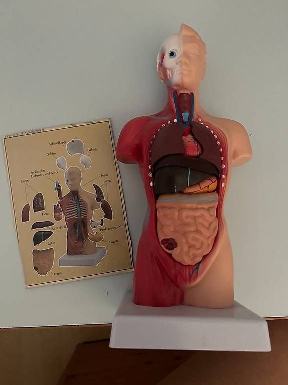 Bücher: Biologie Körper & Organe – Gebraucht aus Brunnen von ker_2kzc