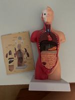 Biologie Körper & Organe