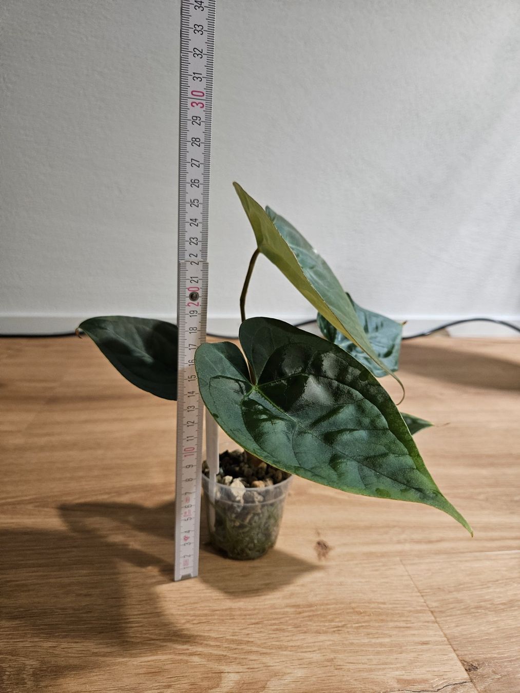 Piante & sementi: Anthurium Karma Crystal x Luxurians – Nuovo (secondo la descrizione) da Buttikon SZ venduto da Jagoda87 2