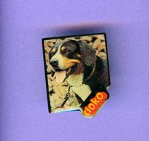 Hunderasse    ENTLEBUCHER