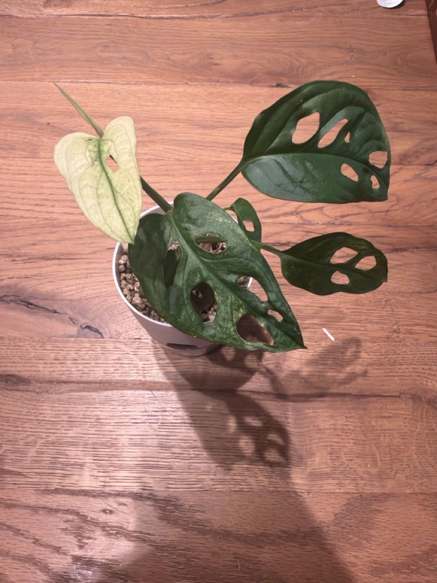 Piante & sementi: Monstera Adansonii Spezielle Mutation – Usato da Steinhausen venduto da WeberPlants