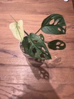 Monstera Adansonii Spezielle Mutation
