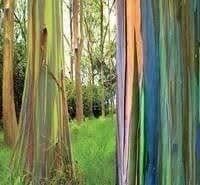 Piante & sementi: EUCALYPTUS ARC-EN-CIEL !  500g – Nuovo (secondo la descrizione) da Bremblens venduto da FIBONACCI369 3