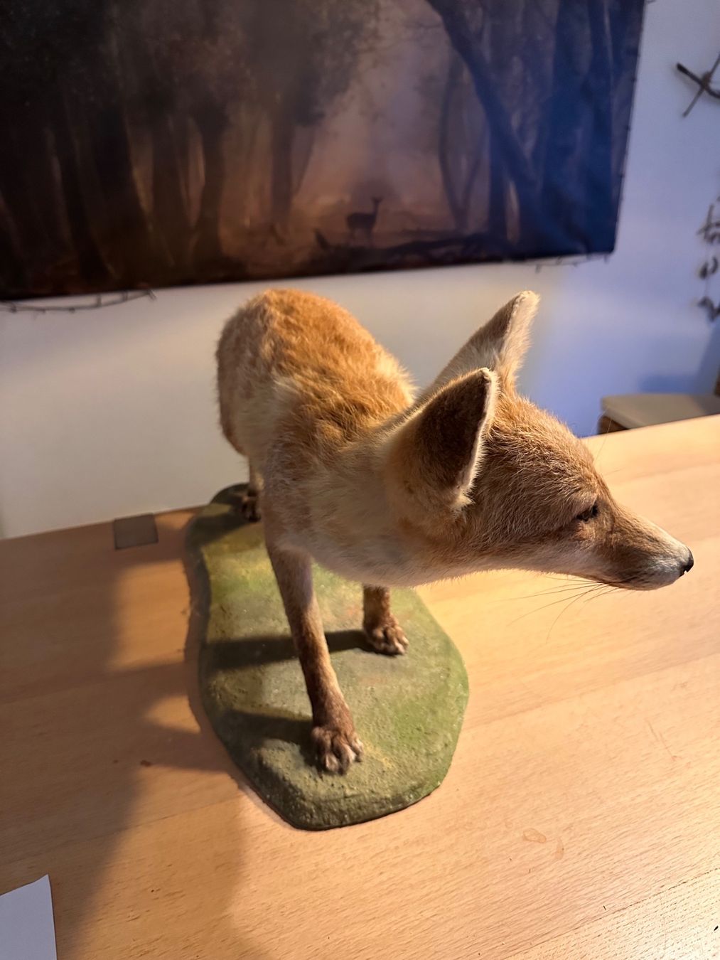 Il mondo degli animali: Präparierter Fuchs – Usato da Arboldswil venduto da Rhacodactylus 2