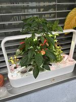 Smart Garden Klick&Grow 