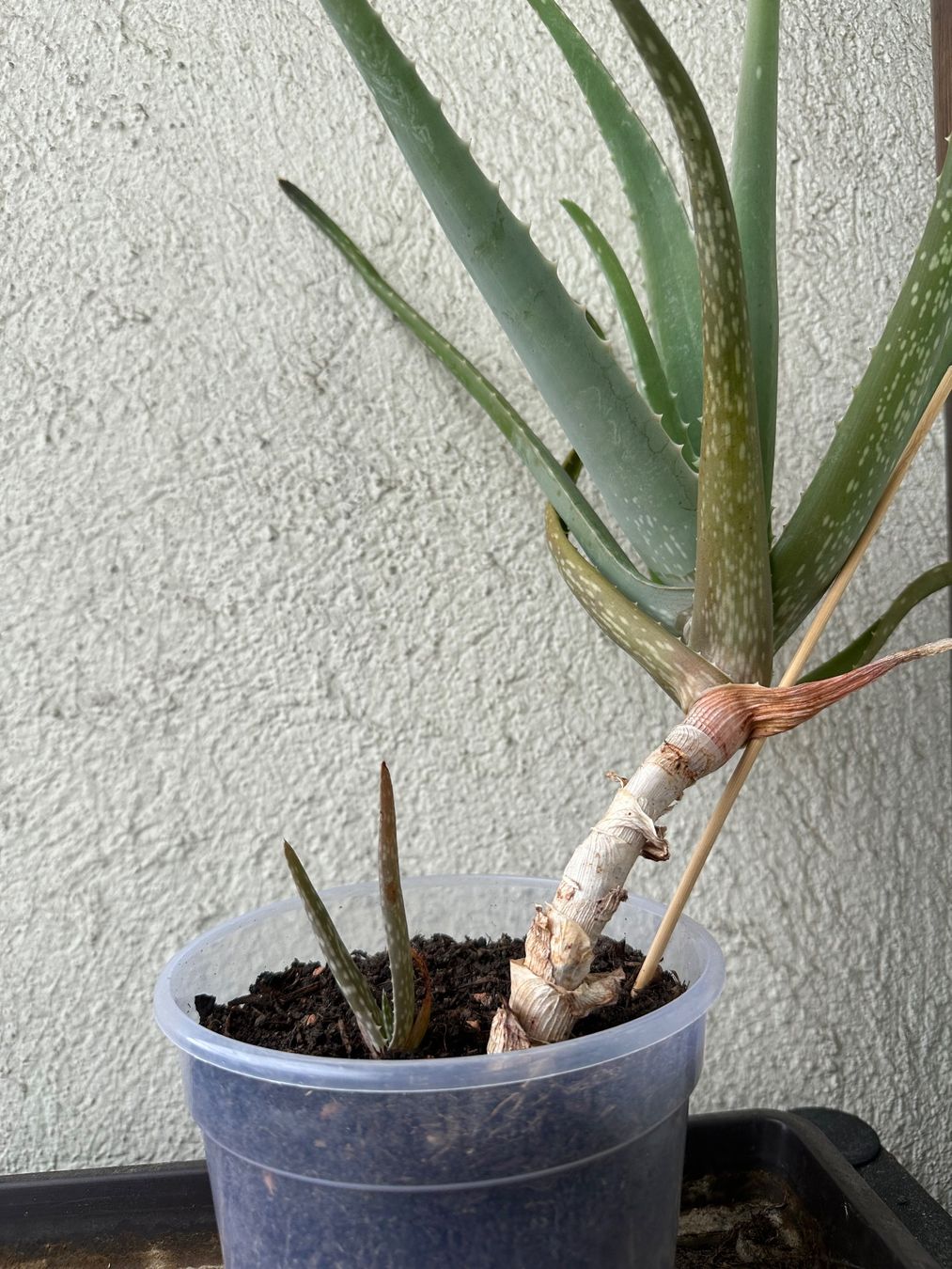 Plantes & graines: Aloe Vera – D'occasion à Zürich par ong8 1