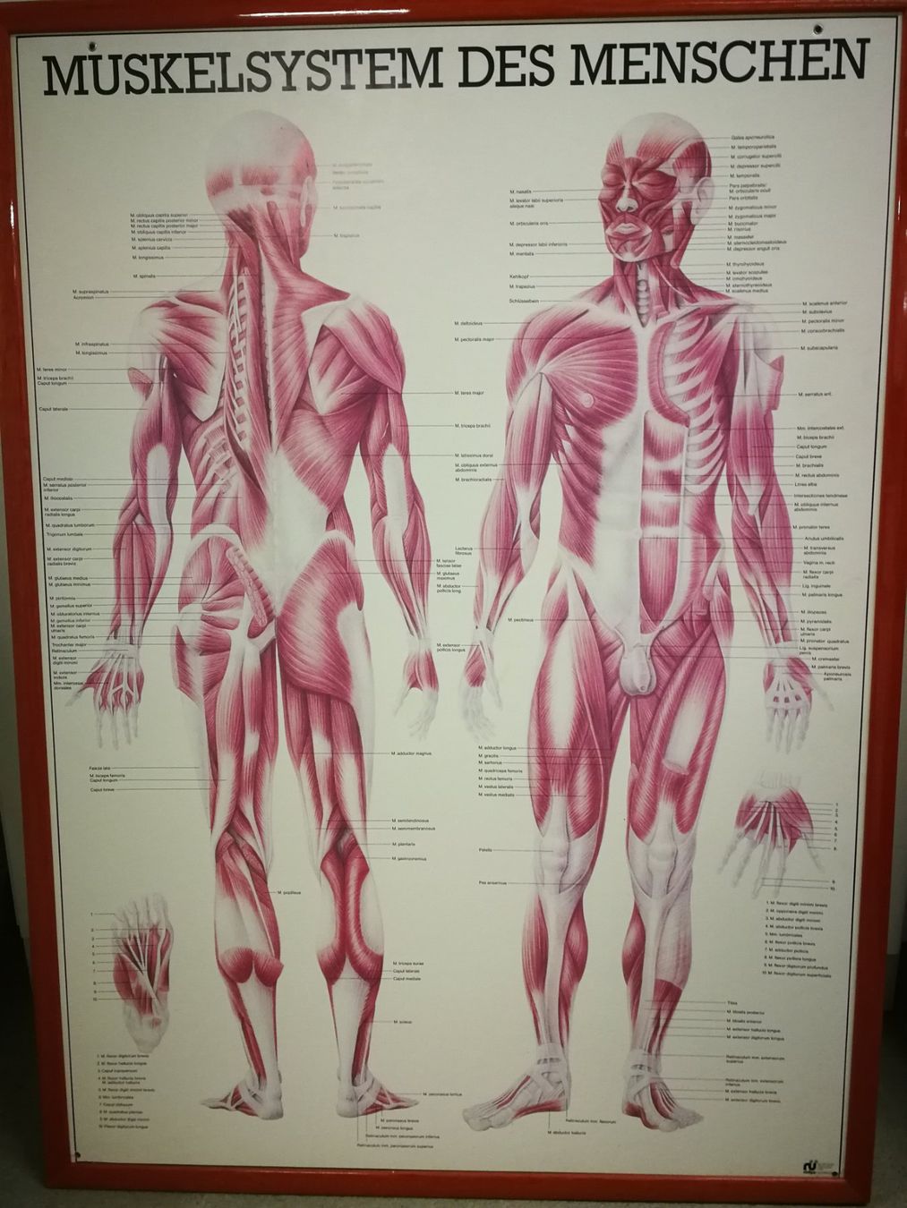 Foto & Immagini: 5 Anatomische Bilder/ Plakate eingerahmt – Usato da Horgen venduto da lemisk 3