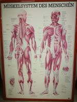5 Anatomische Bilder/ Plakate eingerahmt