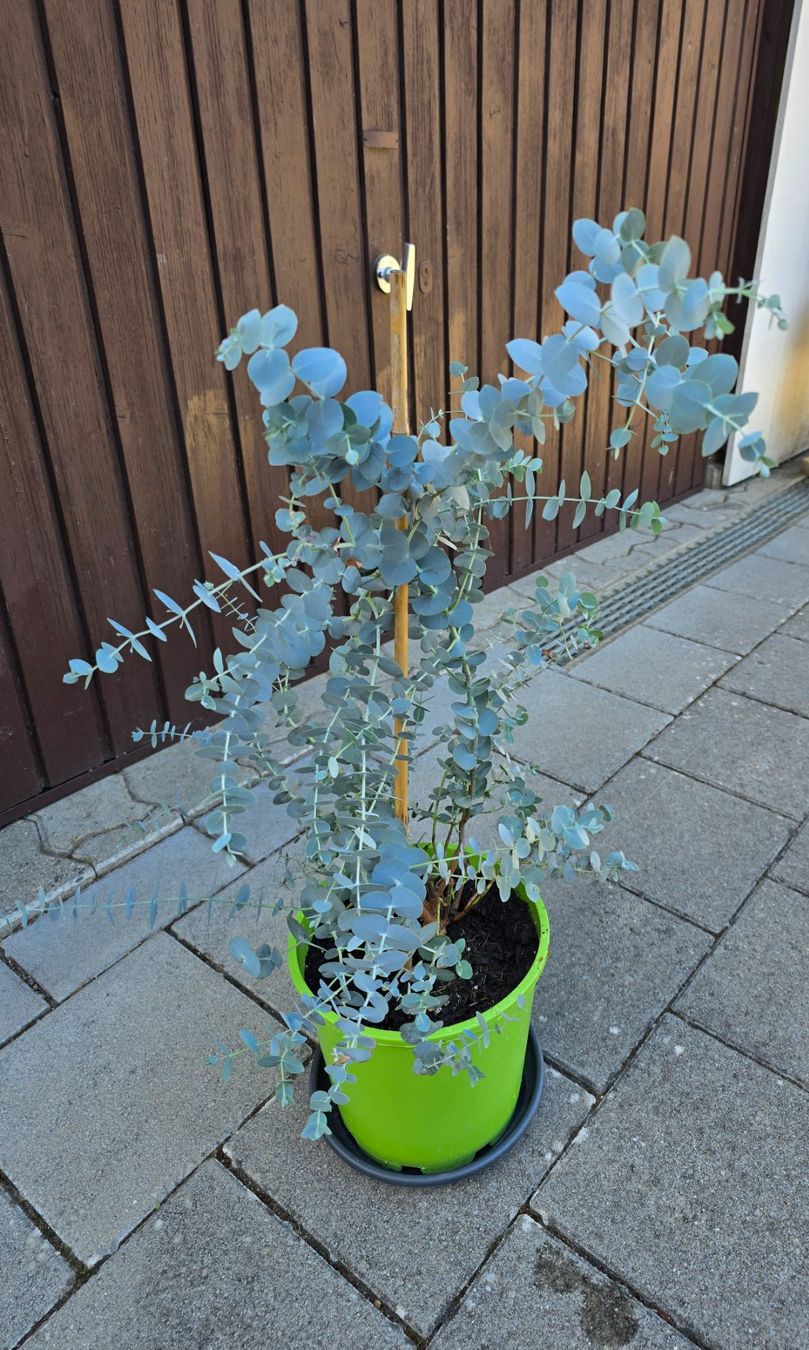 Plantes & graines: Schöner Eukalyptus (Eucalyptus gunnii) – Neuf (Voir description) à Aarburg par popkorn65 3