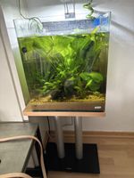 Acquario cubico 60l + co2 bombola 2kg piante e supporto, c