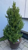 Buchs 🌳gesund 🌳mit Topf  150 cm hoch