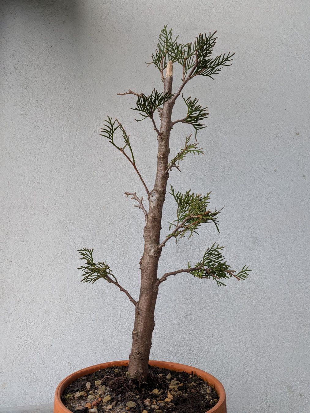 Piante & sementi: Thuja (Lebensbaum) Bonsai – Usato da Bern venduto da Hydrom 2