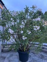 wunderschöne Oleander mit hellrosa/weissen Blüten 2.00 m