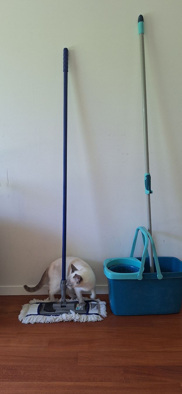 Altro in Apparecchi per la pulizia: Microfiber Floor Mop + Vileda with Extendable Handle  – Usato da Zürich venduto da ema_zb95 1