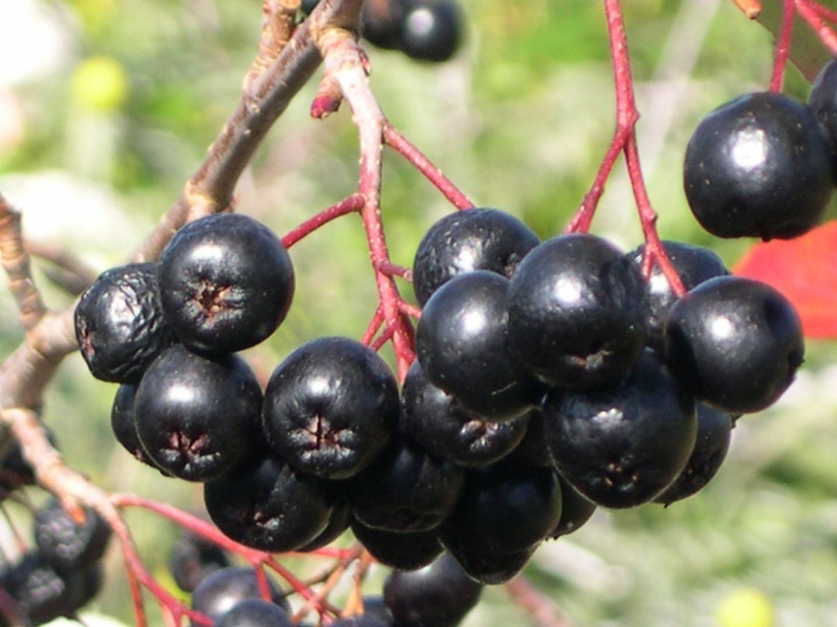 Piante & sementi: aroniabeeren strauch apfelbeere – Nuovo (secondo la descrizione) da Ibach venduto da rom_v8h9