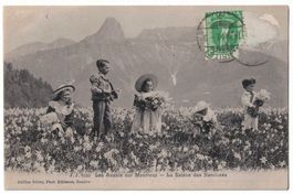 La saison des narcisses à Les Avants sur Montreux circ. 1908