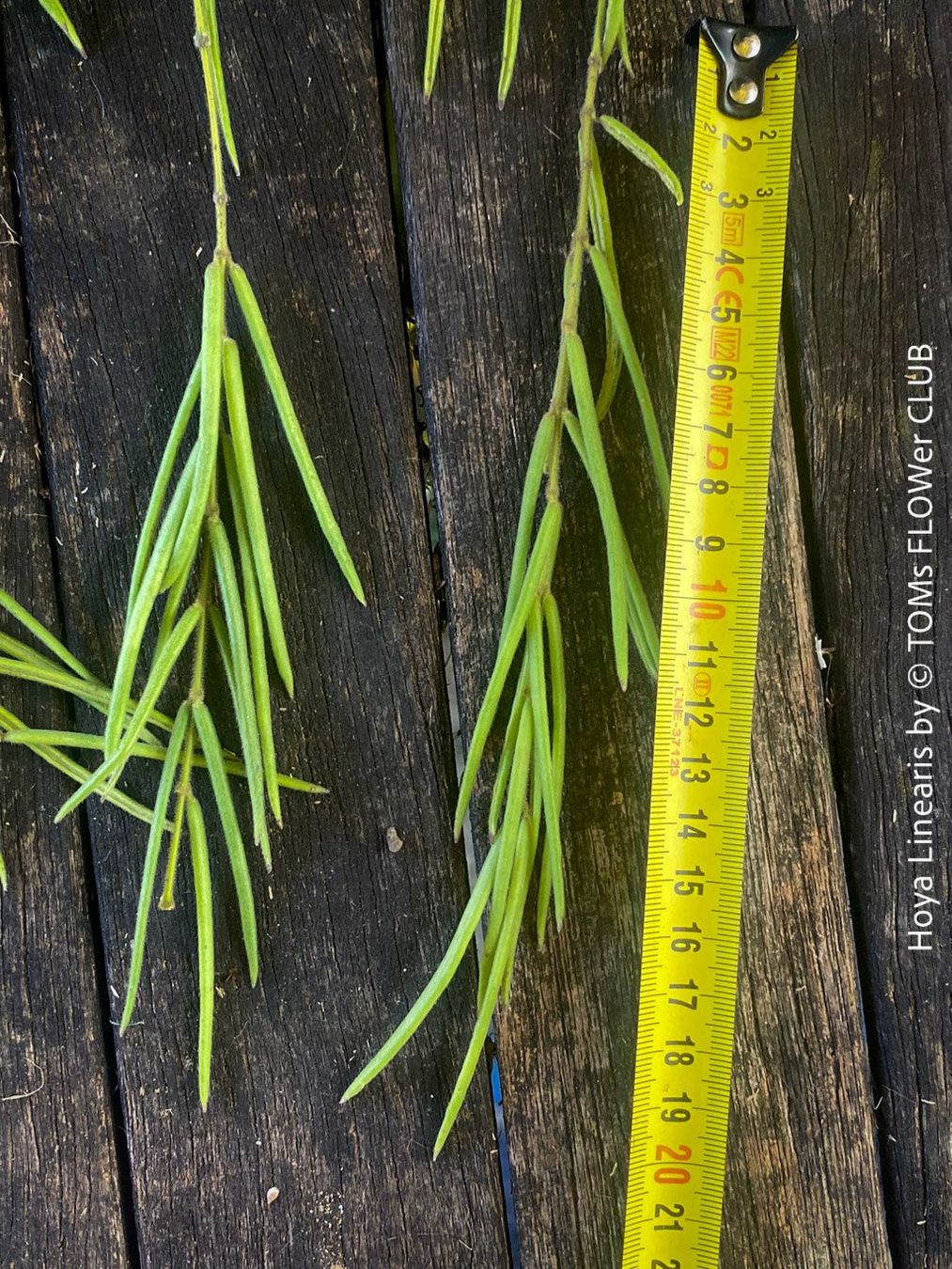 Piante & sementi: Hoya Linearis - leicht und sehr elegant – Nuovo e nell'imballaggio originale da Adliswil venduto da TAKEYOURPLANT 4