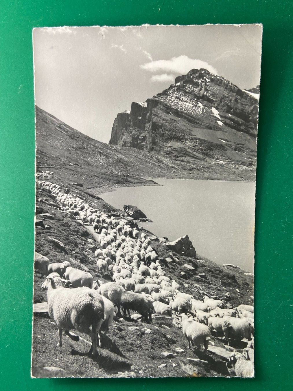 Cartoline postali: Gemmipass - Leukerbad - Schafherde – Usato da Steg VS venduto da danwer74