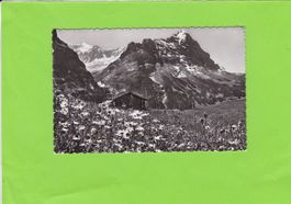 Grindelwald-Fiescherhorn und Eiger