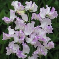 15 Samen Duftwicke SIR JIMMY SHAND Blume