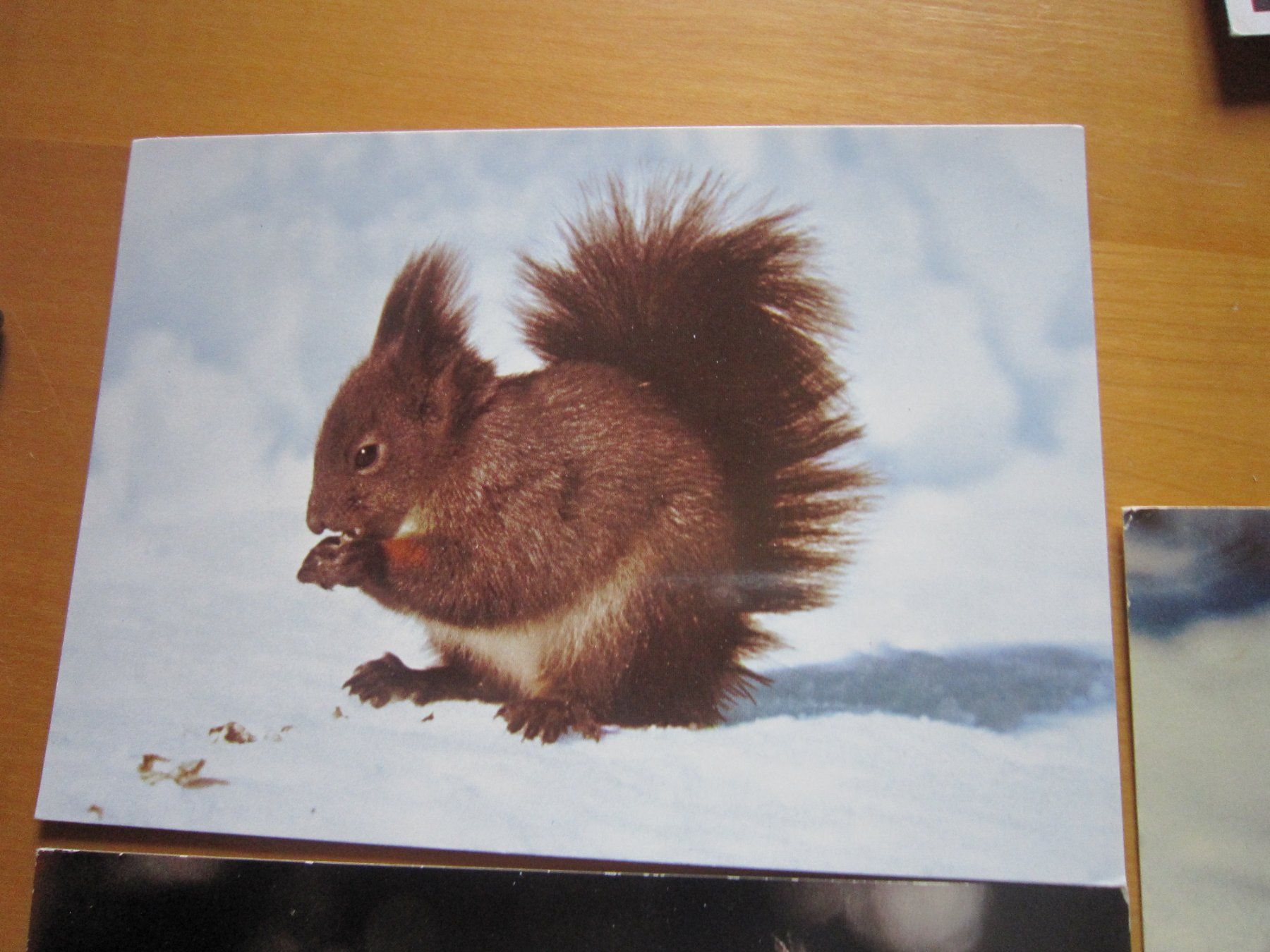 Cartes postales: No 17 Postkarte Eichhörnchen – D'occasion à Gordola par Polentaefung 2