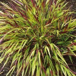 Piante & sementi: Herbe du Japon 'Beni kaze'  2x – Nuovo e nell'imballaggio originale da Bremblens venduto da FIBONACCI369 2