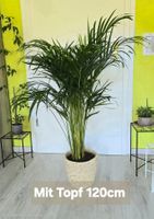 Areca Goldfrucht Palme inklusive Übertopf