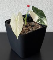 Alocasia Frydek Variegata, Jungpflanze, 20cm, Pon