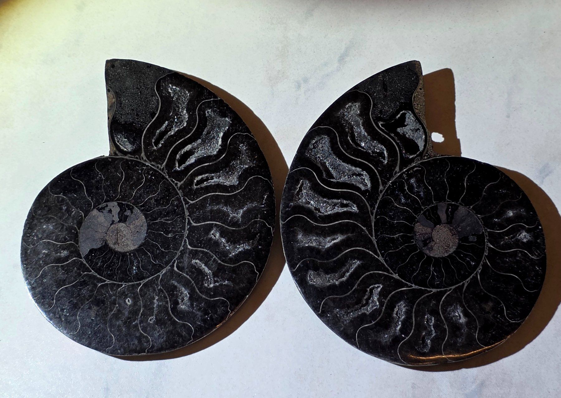 Fossili: Schwarzes Ammoniten Paar A 181g – Nuovo e nell'imballaggio originale da Matzingen venduto da Shay_Crystalz