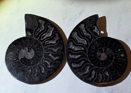 Schwarzes Ammoniten Paar A 181g