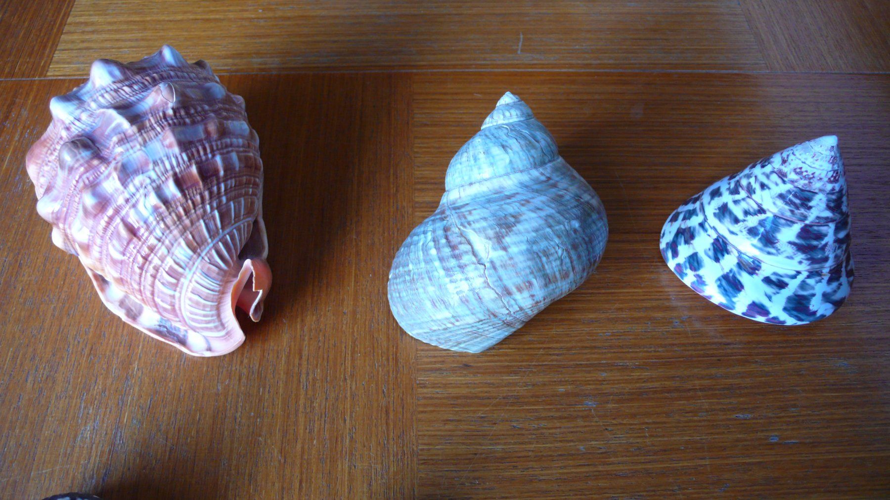 Tutte le decorazioni: 8 hübsche Südsee-Muscheln – Nuovo (secondo la descrizione) da Birmenstorf AG venduto da tritonius 5