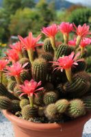 Trichocereus huascha var grandiflorus (XL)