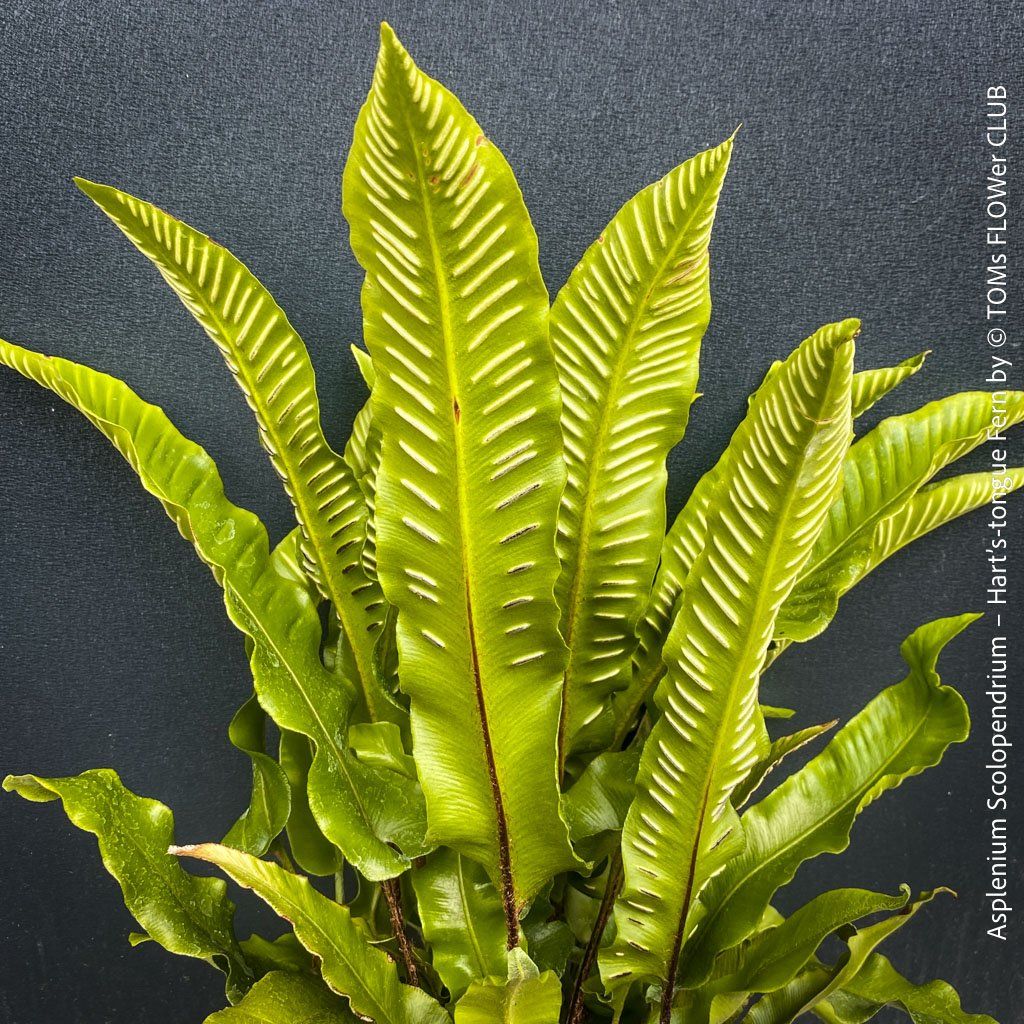 Piante & sementi: ASPLENIUM SCOLOPENDRIUM - immergrüner HIRSCHZUNGENFARN – Nuovo e nell'imballaggio originale da Adliswil venduto da astom369 3