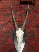 Oryx Schädel Trophäe Wanddeko, Top Zustand, Vintage!