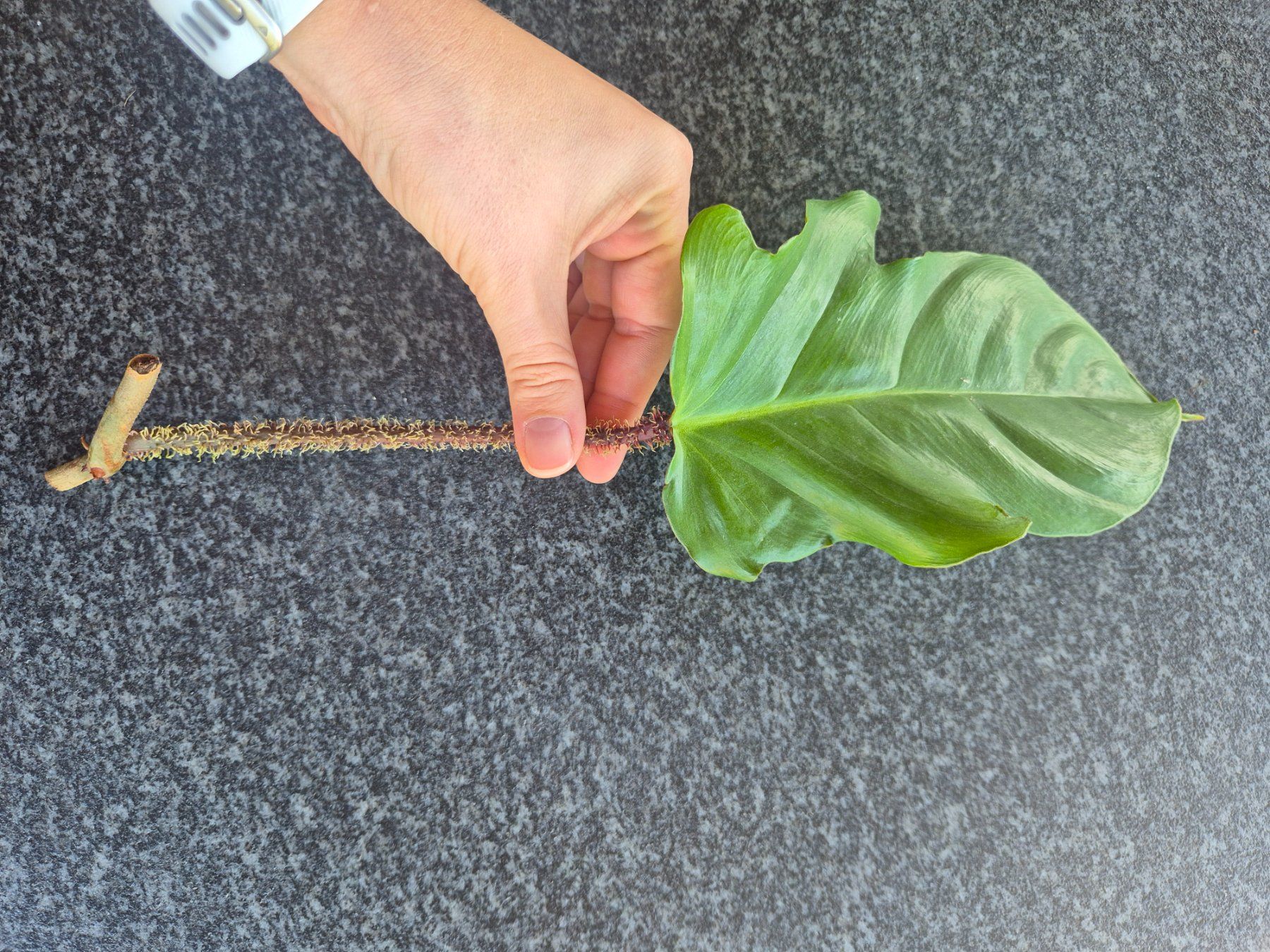 Piante & sementi: Philodendron Squamiferum Steckling – Usato da Urtenen-Schönbühl venduto da Pflanzenherberge 1