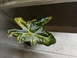 Alocasia Pseudo Sanderiana Aurea