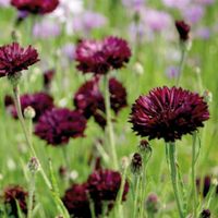 300 Samen Kornblume Black Ball