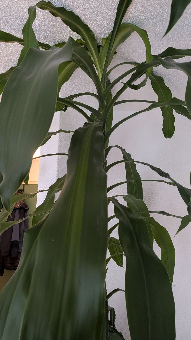 Piante & sementi: Dracaena fragans – Usato da Port venduto da Migu_el 1