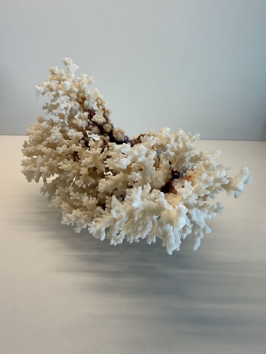 Fossili: Wunderschöne echte weisse Koralle vollkorallenbaum – Usato da Staad SG venduto da Chirrari