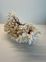 Wunderschöne echte weisse Koralle vollkorallenbaum